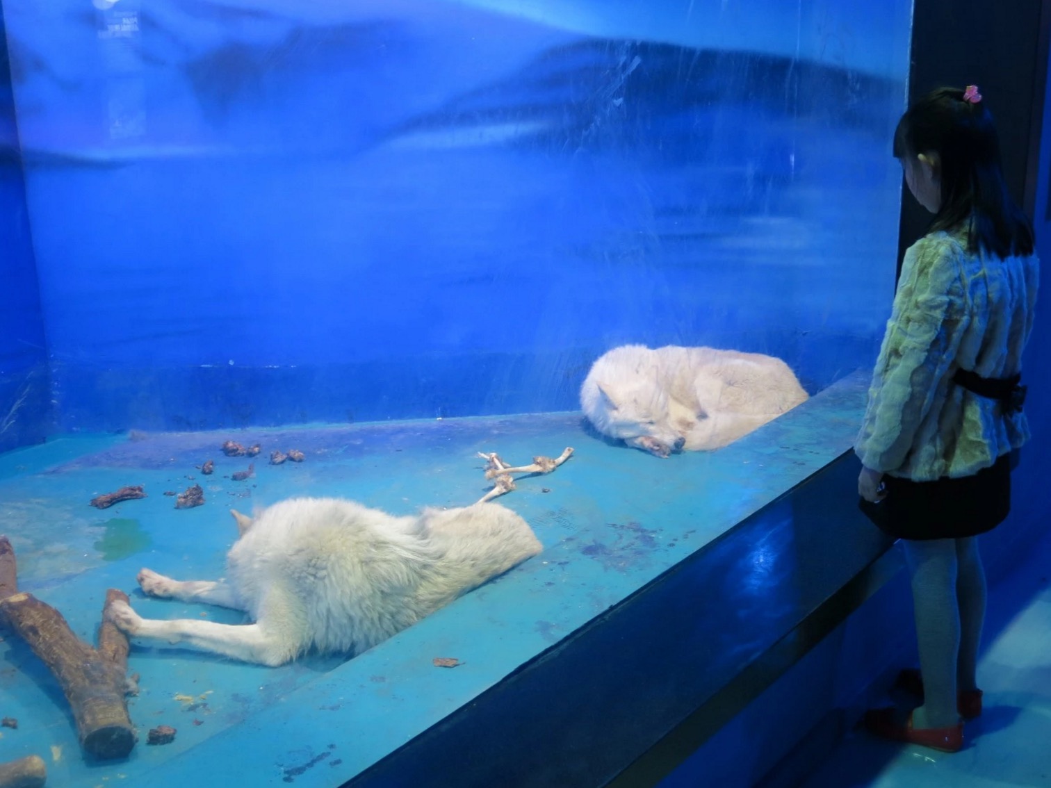 ours-polaire-centre-commercial-7