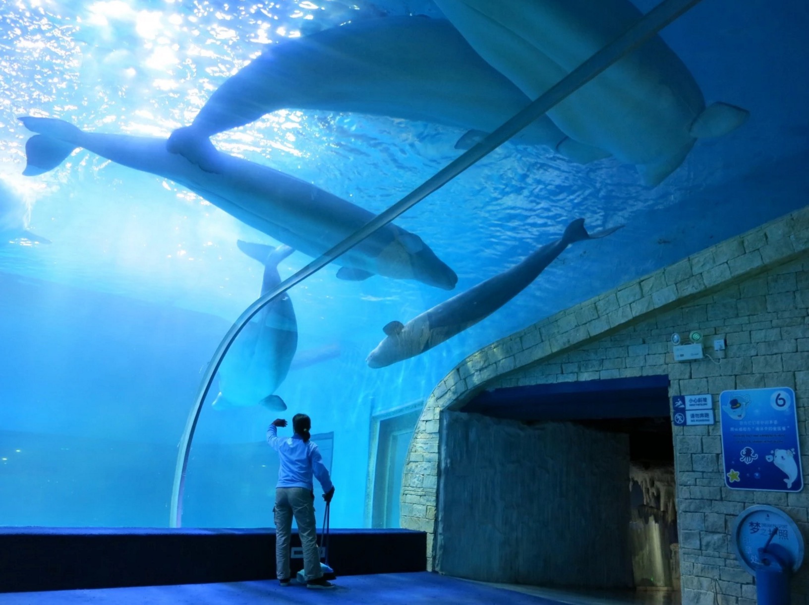 ours-polaire-centre-commercial-6