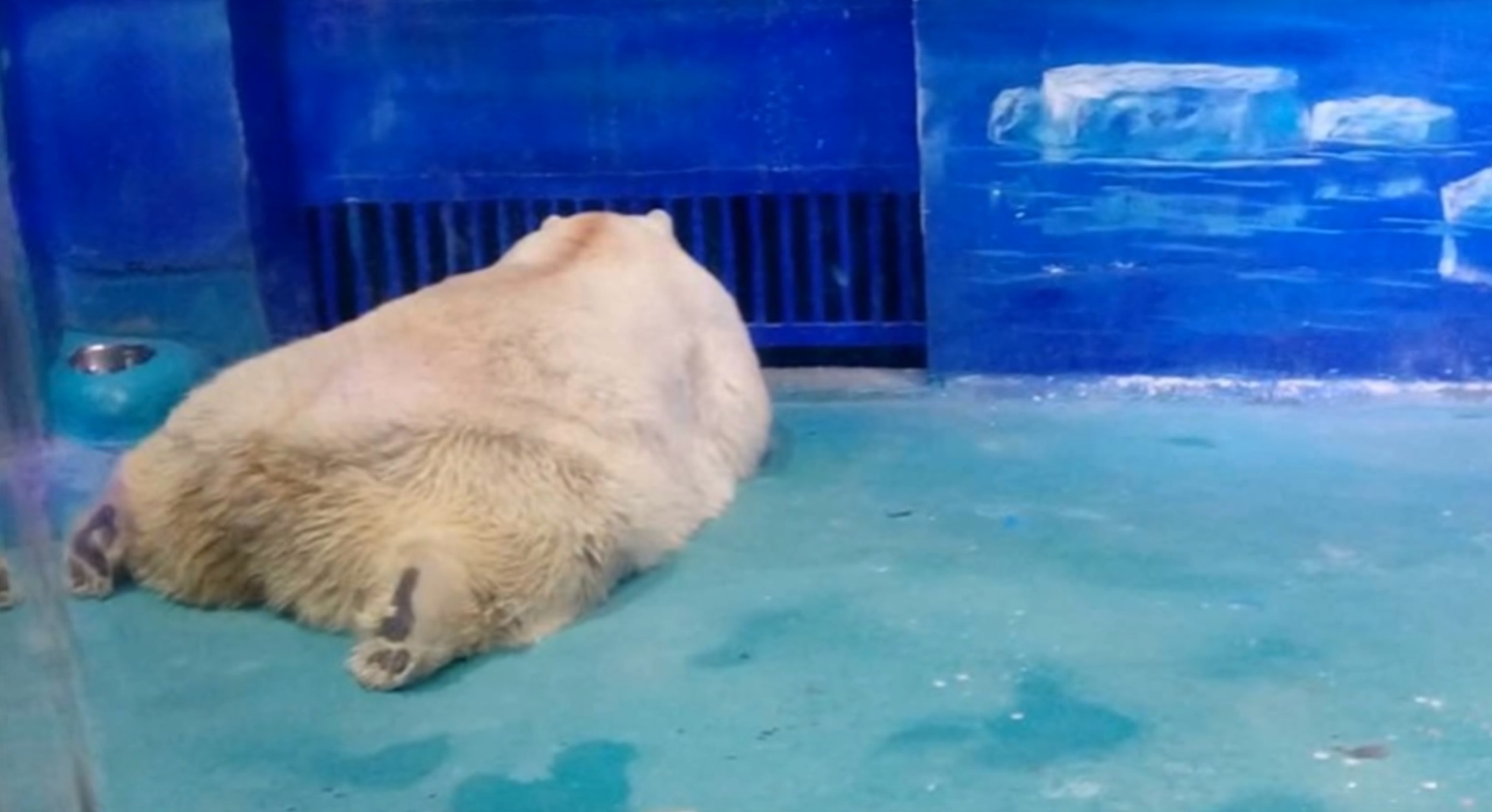 ours-polaire-centre-commercial-3