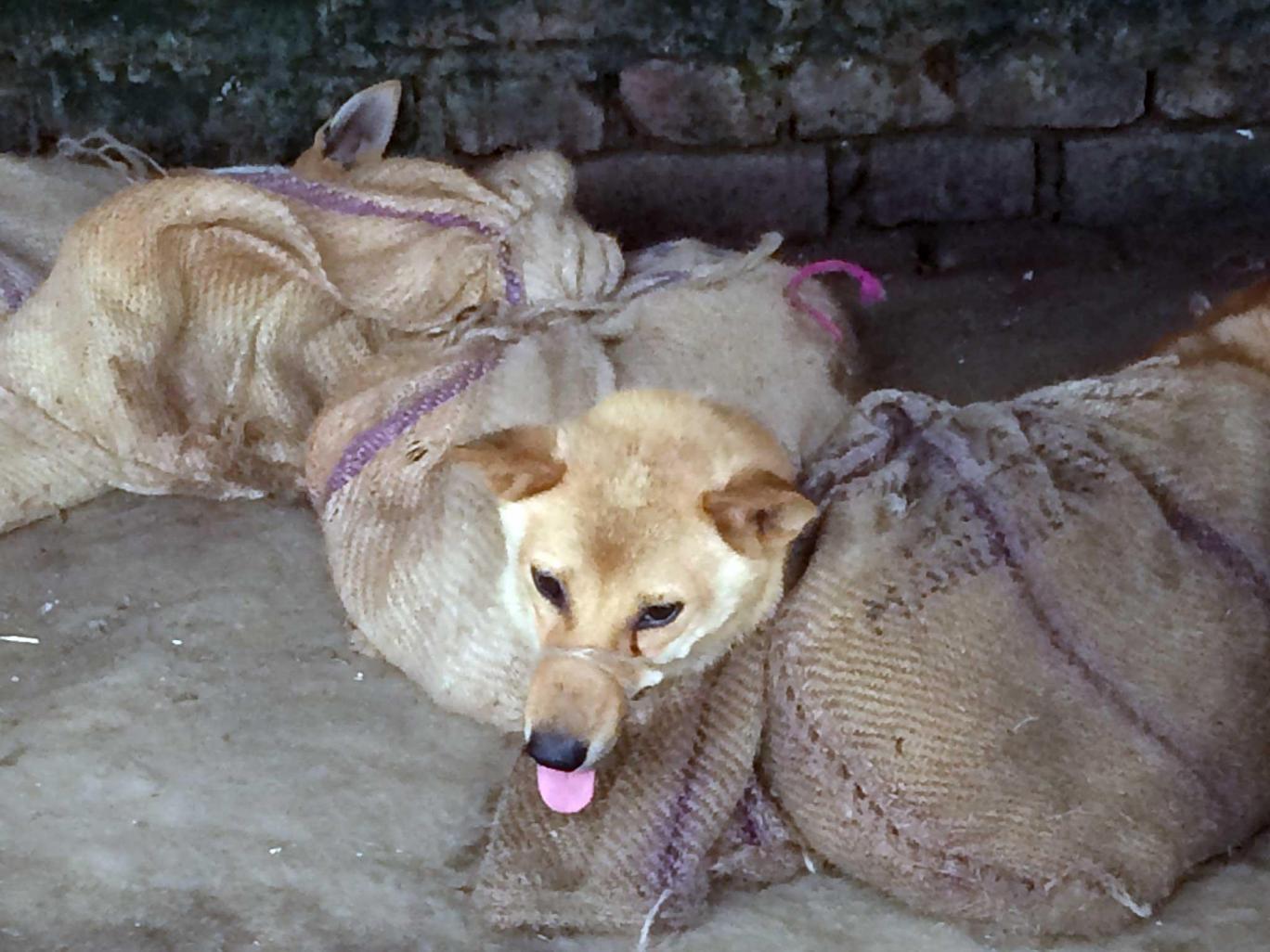 dog-meat-nagaland-1