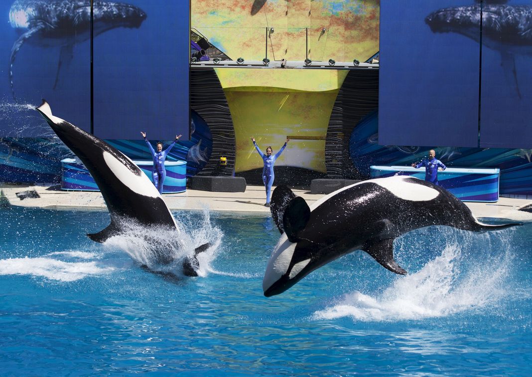 tilikum-seaworld-renonce