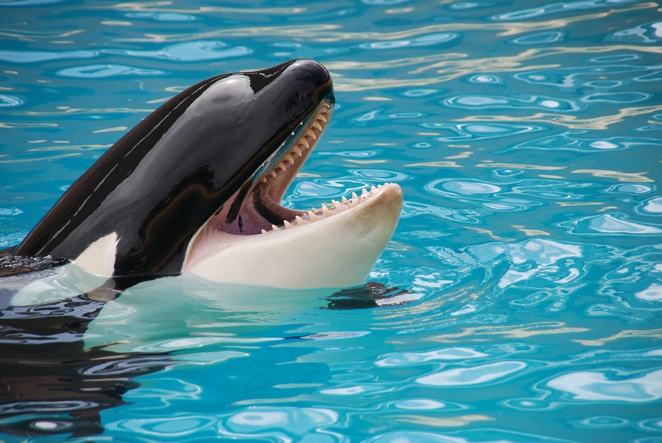 seaworld-peta-spy-3