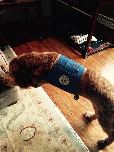 lulu-therapy-dog-6