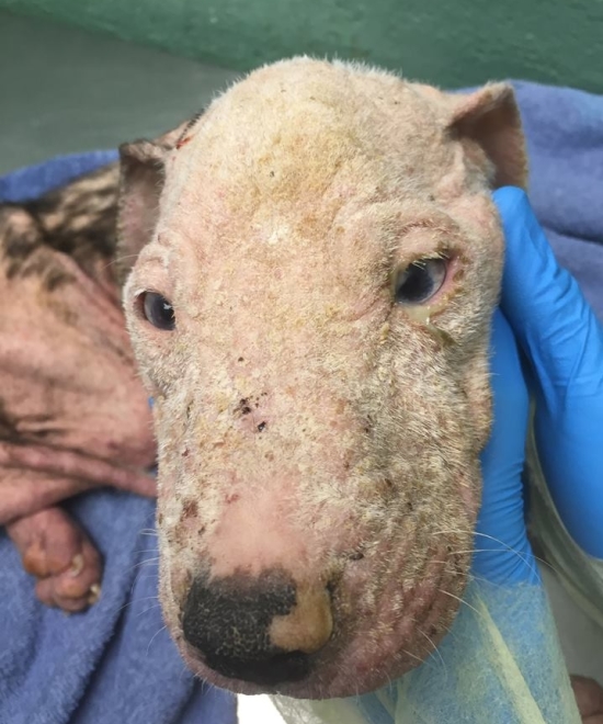 pitbull-chiot-reconfort-veterinaire-10