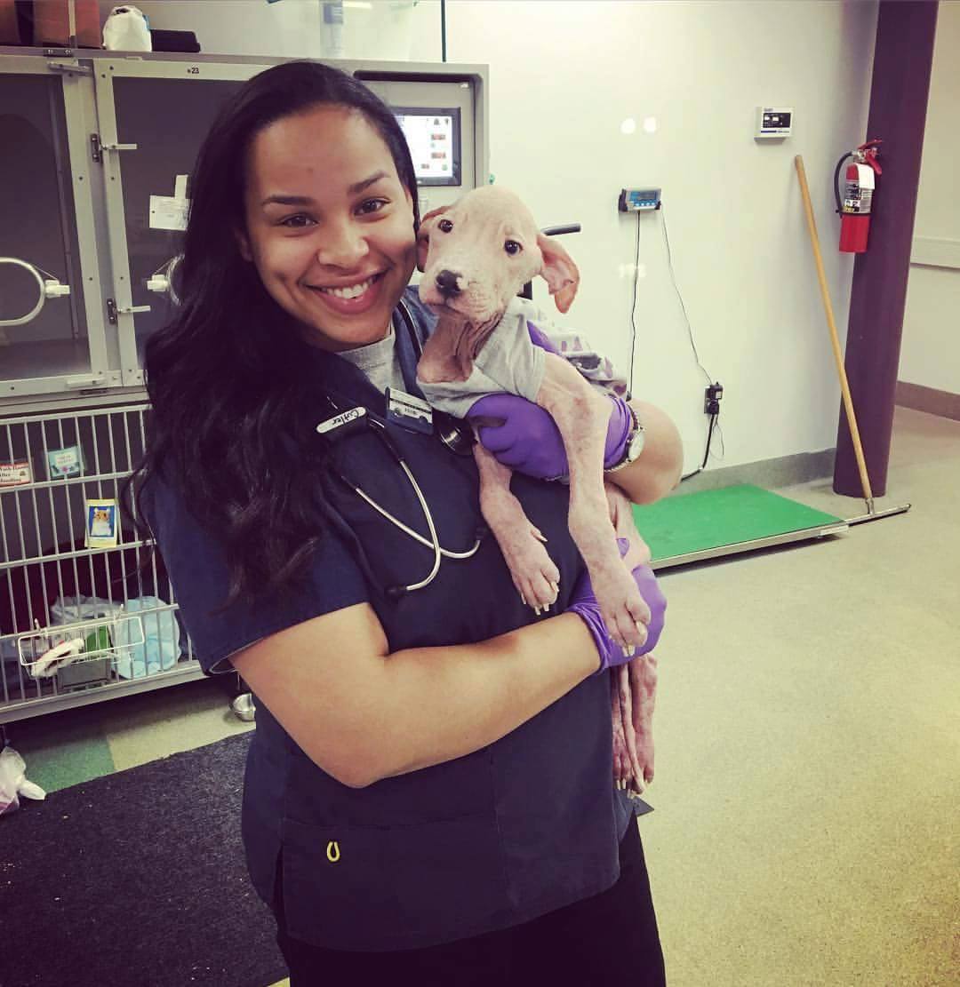 pitbull-chiot-reconfort-veterinaire-3