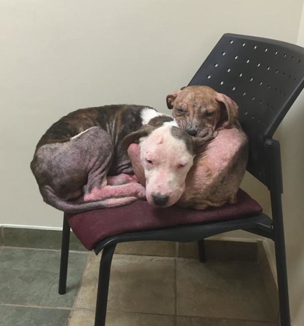 pitbull-chiot-reconfort-veterinaire-9