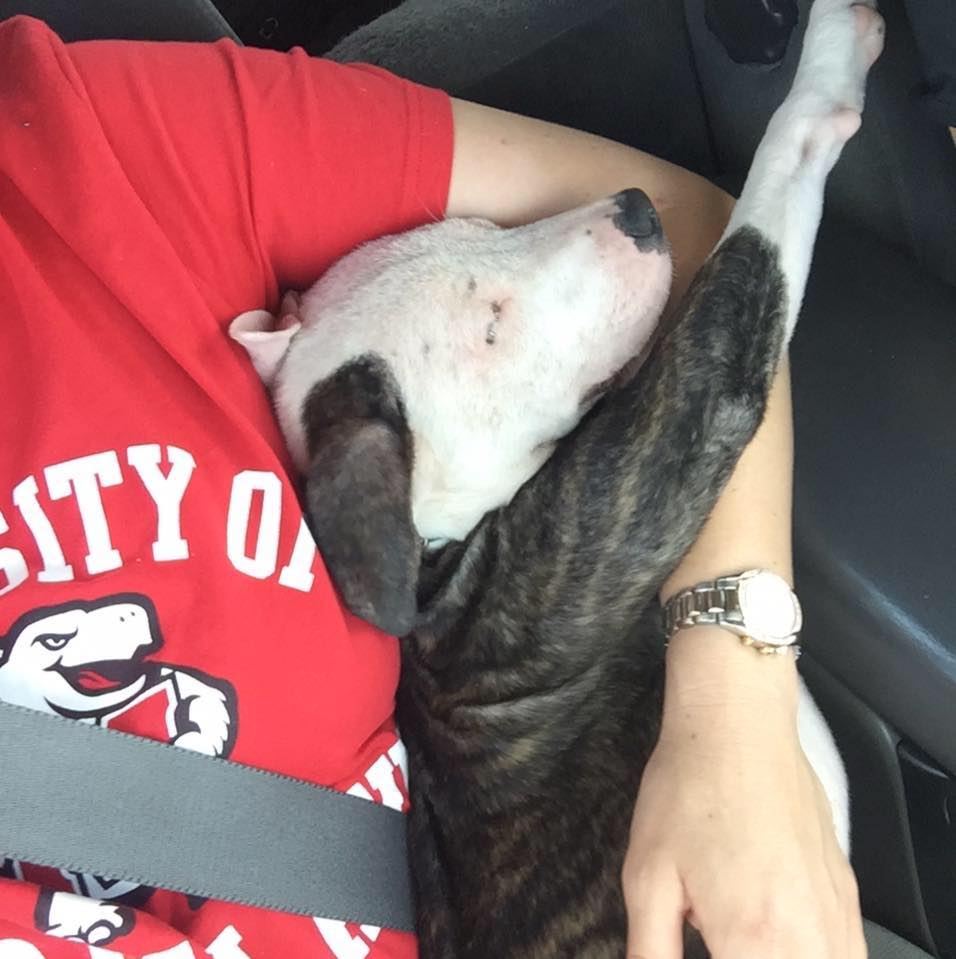 pitbull-chiot-reconfort-veterinaire-8