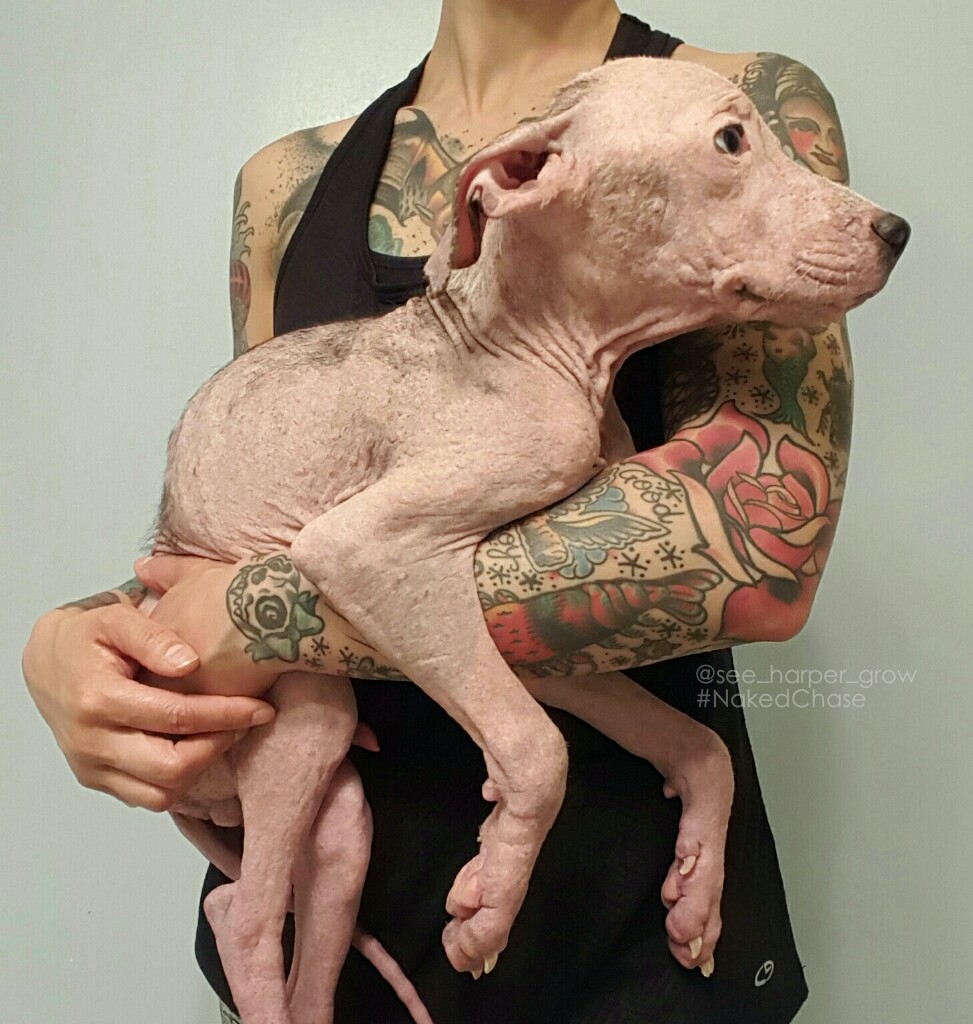 pitbull-chiot-reconfort-veterinaire-7