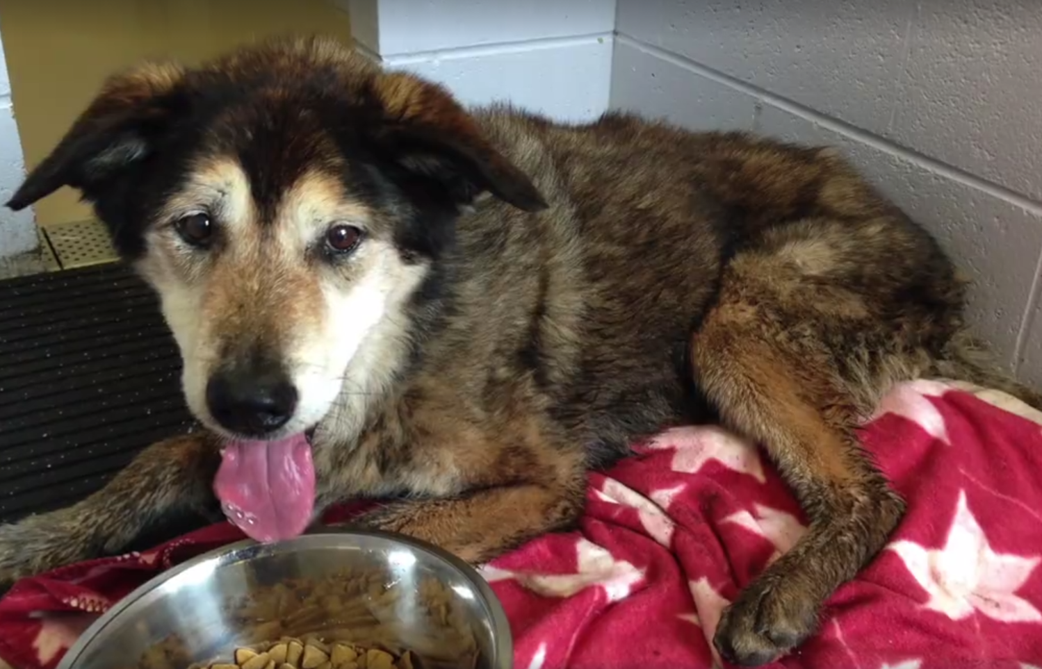 rocky-forest-rescue-3