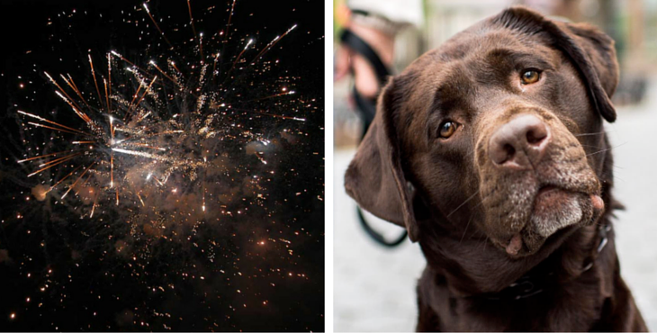 dog-fireworks-tips-10