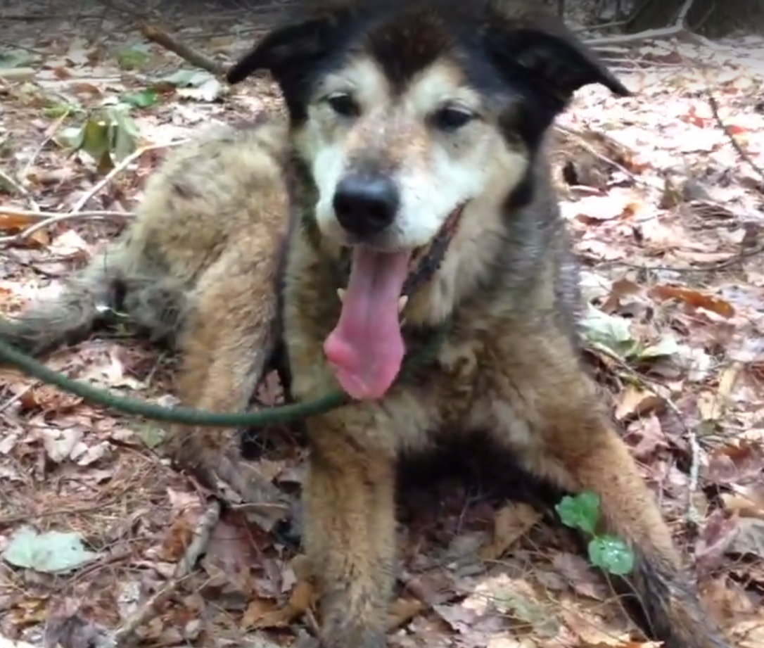 rocky-forest-rescue-1