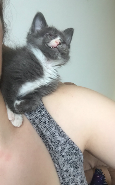 blind-kitten-braille-3