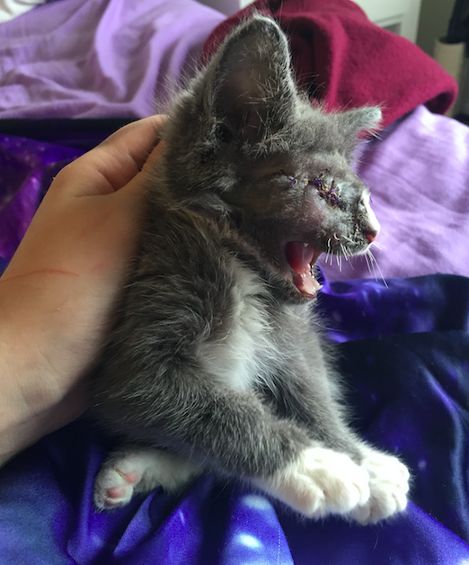 blind-kitten-braille-2