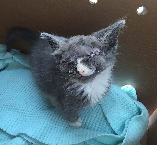 blind-kitten-braille-4