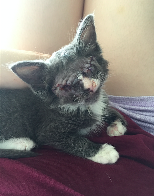 blind-kitten-braille-1