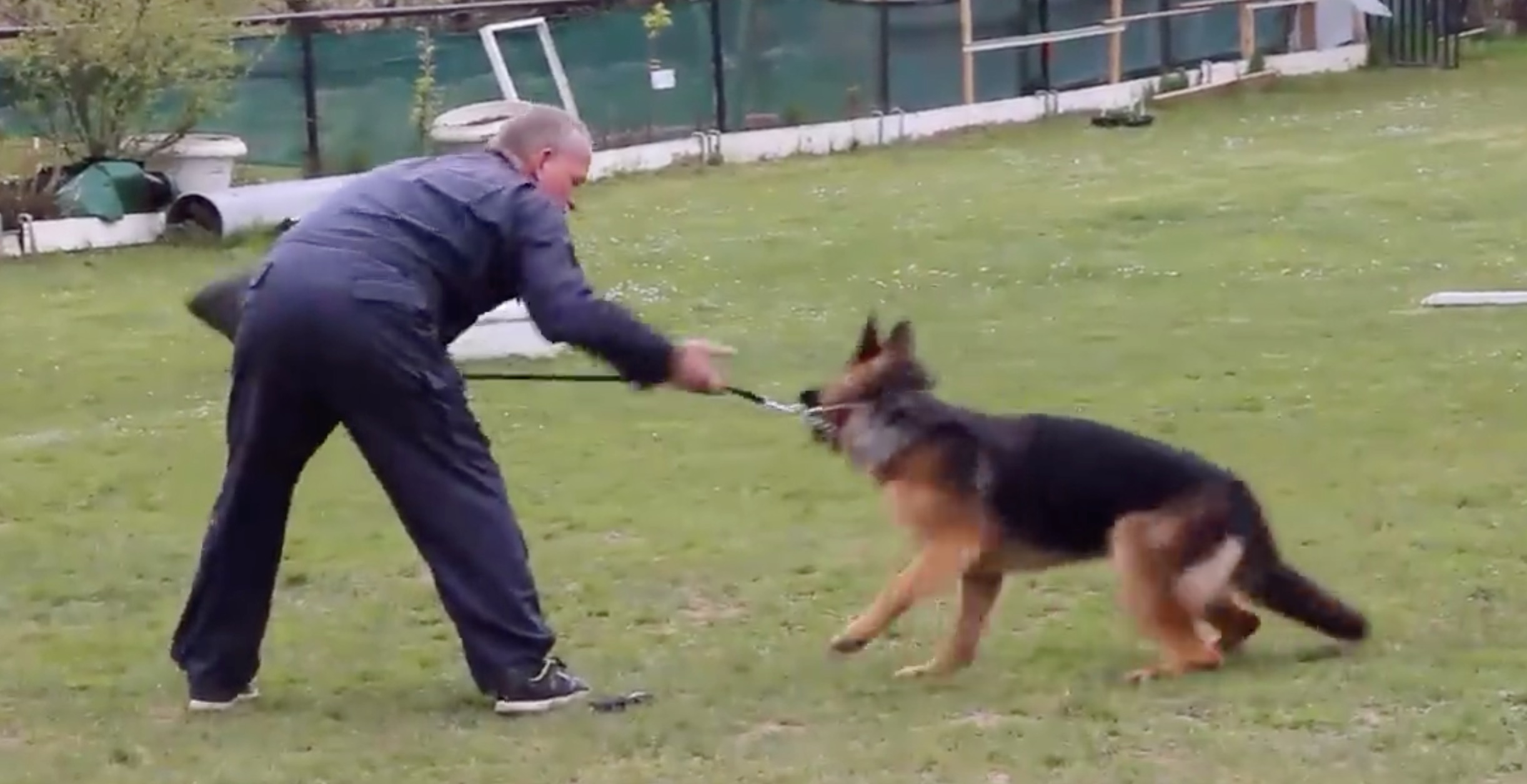 educateur-canin-maltraitance-berger-allemand-3