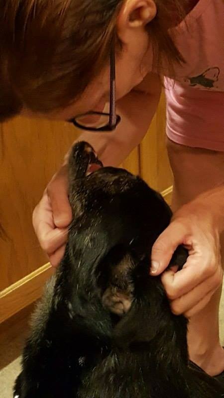 anubis-kelly-houtson-adoption-2