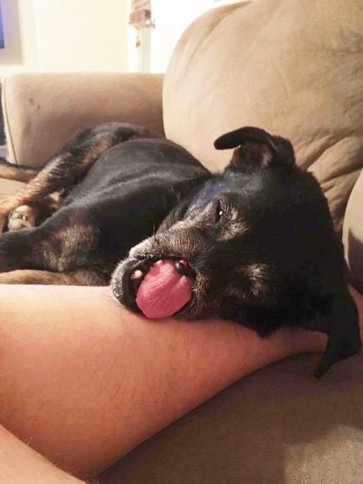 anubis-kelly-houtson-adoption-5