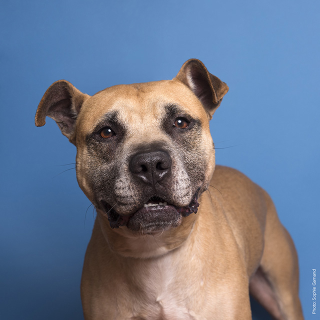 mickey-invisible-dog-4