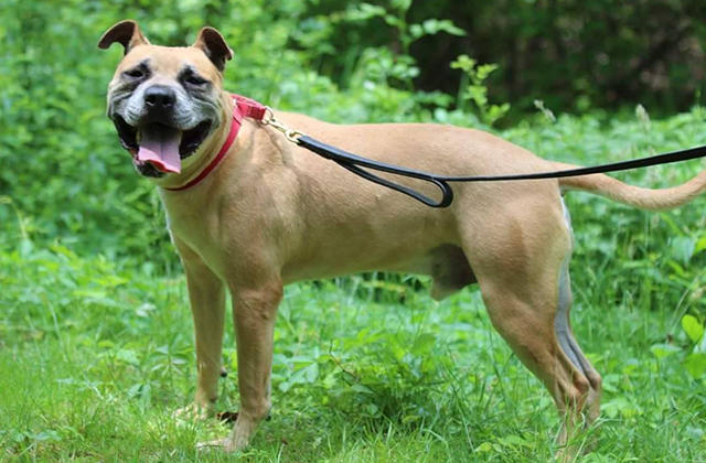 Mikey-invisible-dog-2