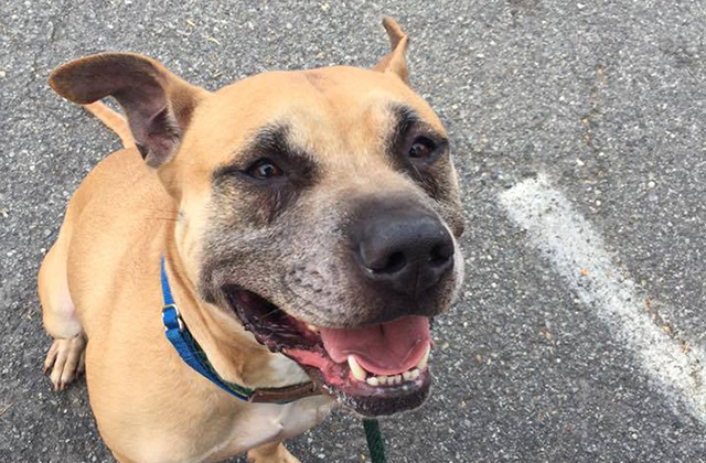 Mikey-invisible-dog-1