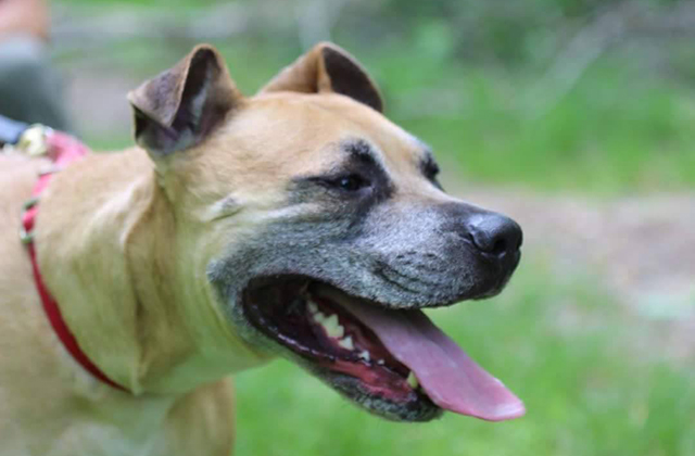 Mikey-invisible-dog-3