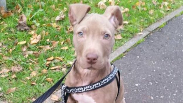 hank-pitbull-saisi-dangereux-2