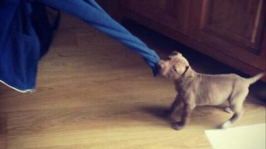 hank-pitbull-saisi-dangereux-6