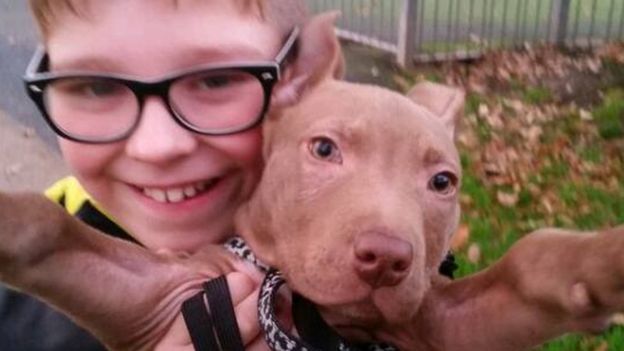 hank-pitbull-saisi-dangereux-4