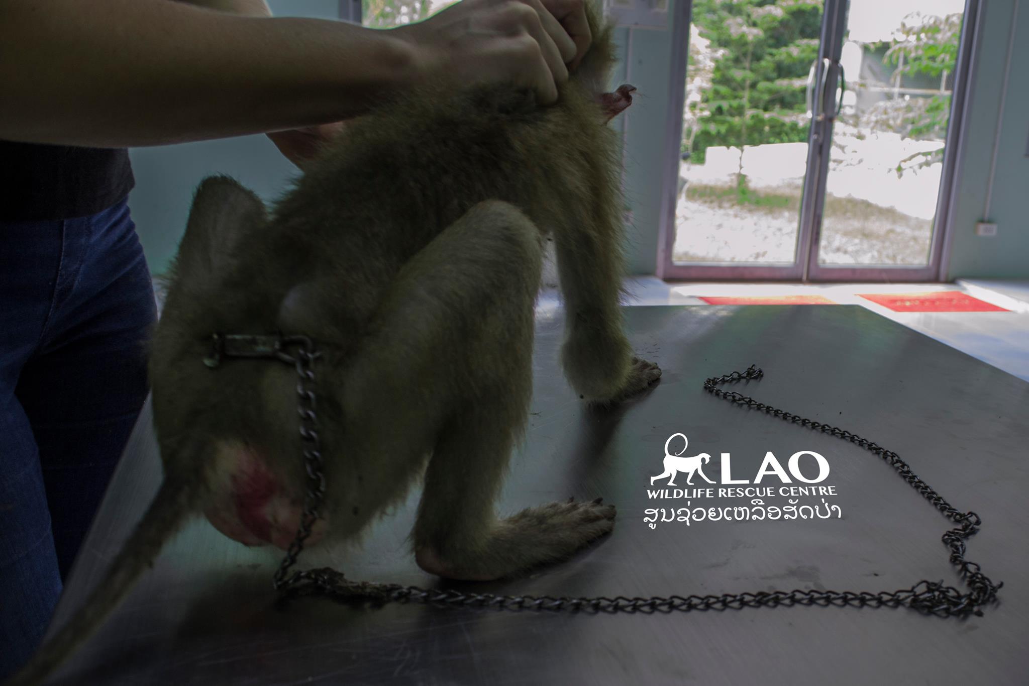 purse-monkey-rescue-3