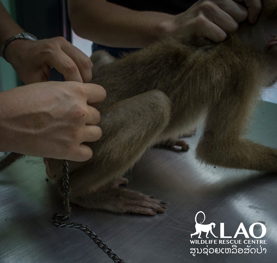 purse-monkey-rescue-5