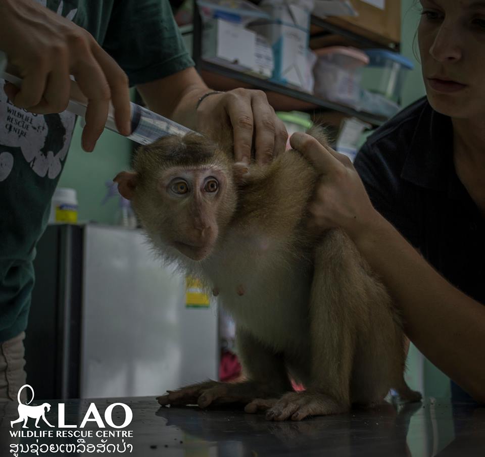 purse-monkey-rescue-6