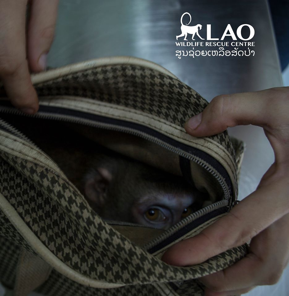 purse-monkey-rescue-2