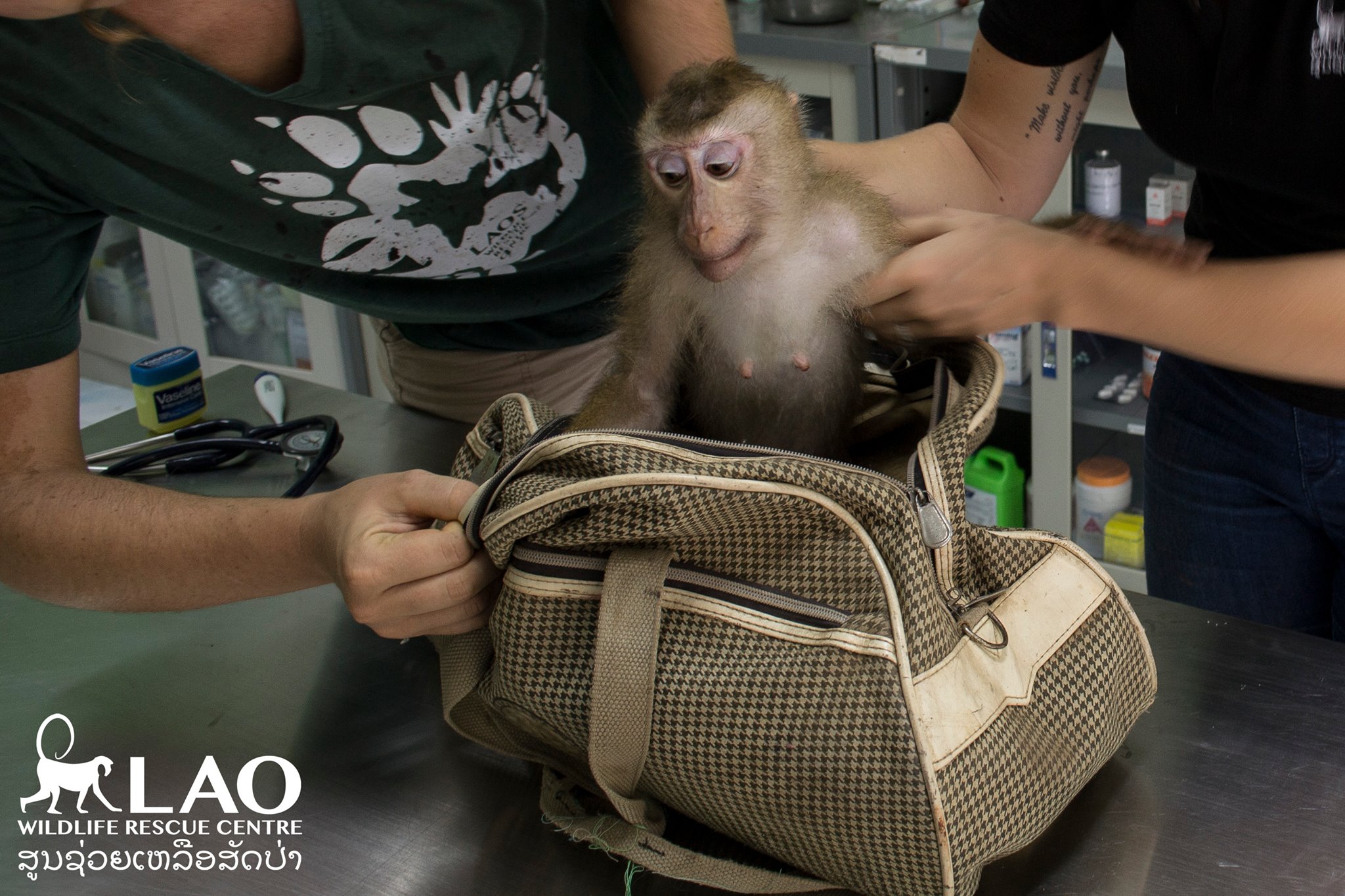 purse-monkey-rescue-4