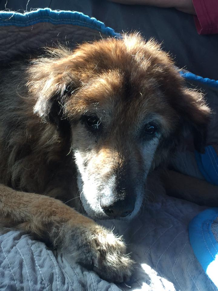 solovino-dog-goodbye-1