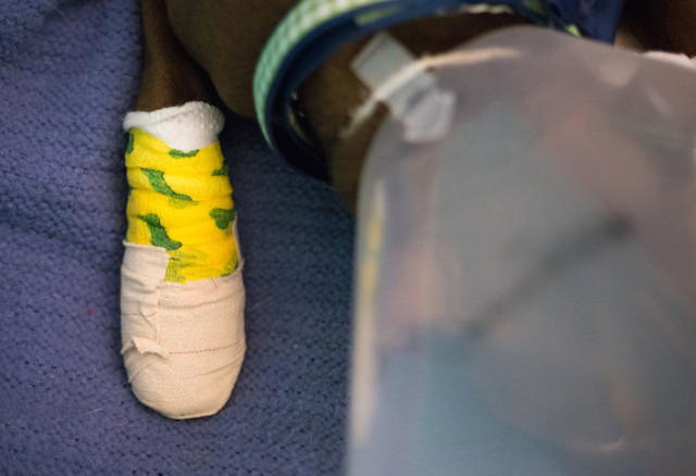 BANGOR, MAINE -- 06/30/2016 -- Phoenix, a 6- to 7-month-old pit bull mix, rests on Thursday at the Bangor Humane Society after being turned over by Brewer police earlier that morning after the arrest of his owner. Jeffrey Mayhew, 31, is accused of dragging the dog behind a pickup truck. Micky Bedell | BDN