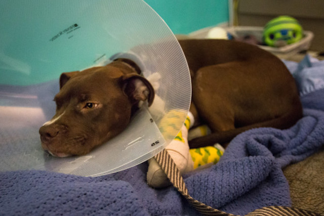 BANGOR, MAINE -- 06/30/2016 -- Phoenix, a 6- to 7-month-old pit bull mix, rests on Thursday at the Bangor Humane Society after being turned over by Brewer police earlier that morning after the arrest of his owner. Jeffrey Mayhew, 31, is accused of dragging the dog behind a pickup truck. Micky Bedell | BDN