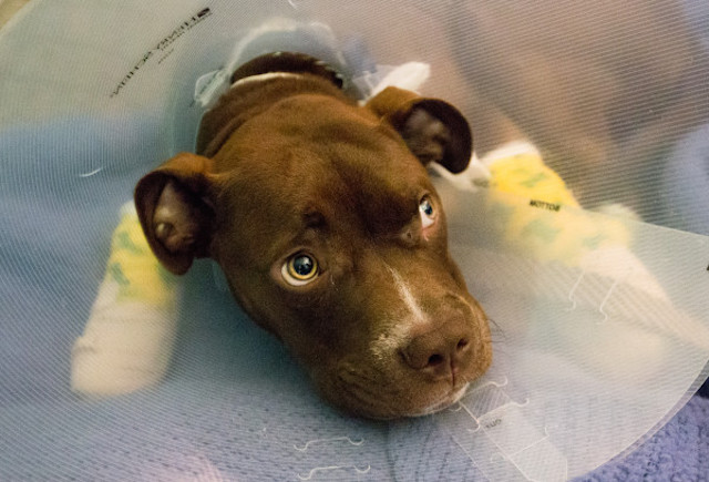 BANGOR, MAINE -- 06/30/2016 -- Phoenix, a 6- to 7-month-old pit bull mix, rests on Thursday at the Bangor Humane Society after being turned over by Brewer police earlier that morning after the arrest of his owner. Jeffrey Mayhew, 31, is accused of dragging the dog behind a pickup truck. Micky Bedell | BDN