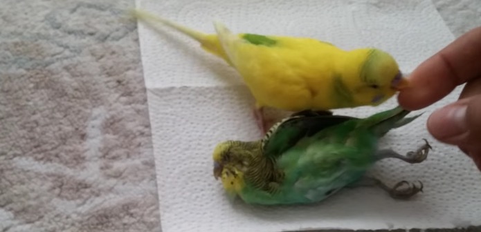 perruche-deuil-compagne-4