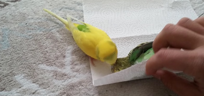 perruche-deuil-compagne-5