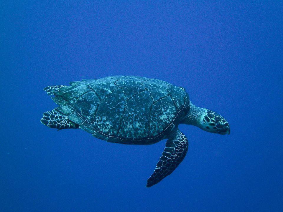 rare-animals-extinction-11