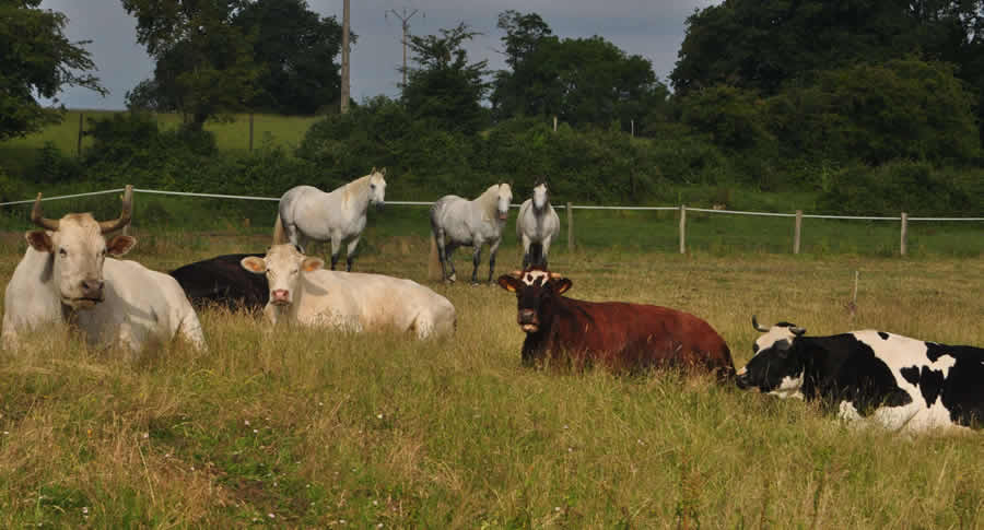 ava-thierry-bedossa-8