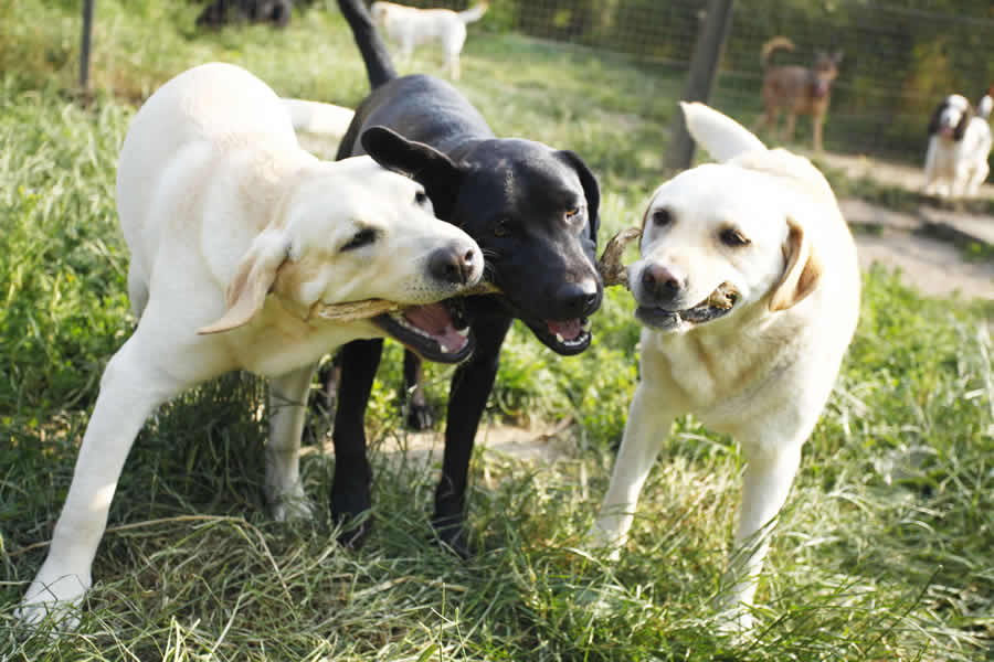 ava-thierry-bedossa-9