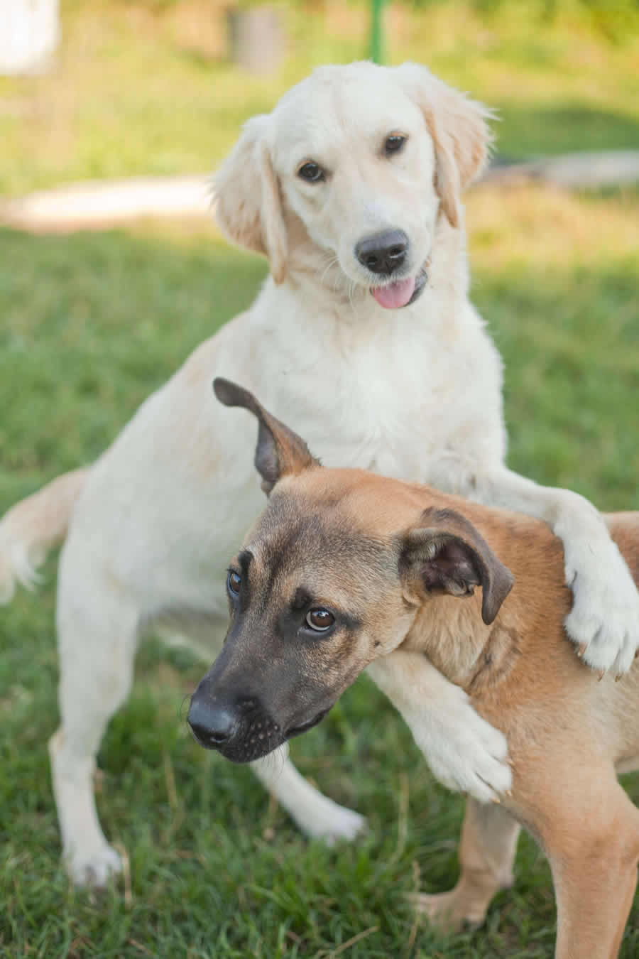 ava-thierry-bedossa-3