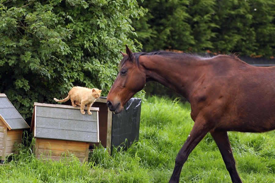 ava-thierry-bedossa-10