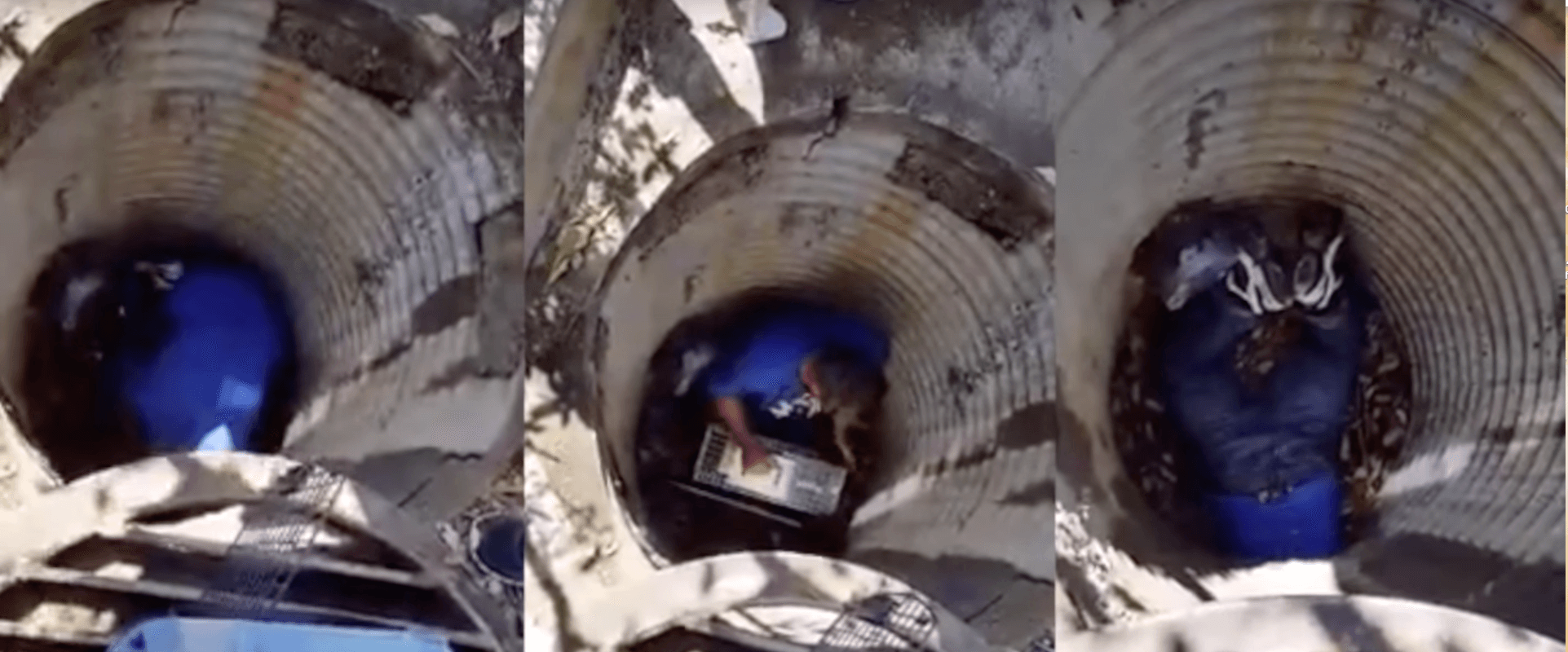 cali-kitten-rescue-5