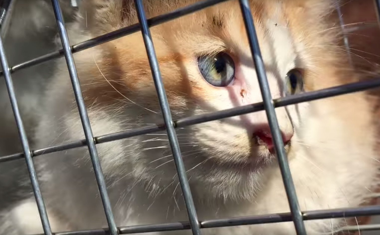 cali-kitten-rescue-10