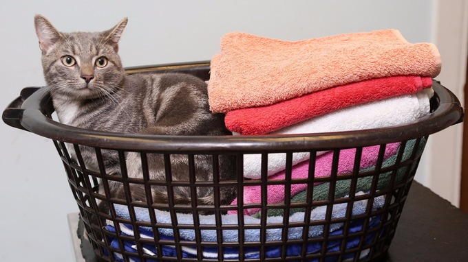 bobby-washing-machine-2