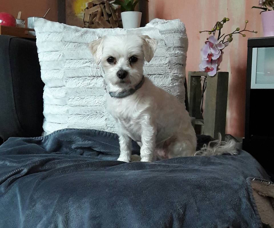 gay-pet-alert-juillet-1