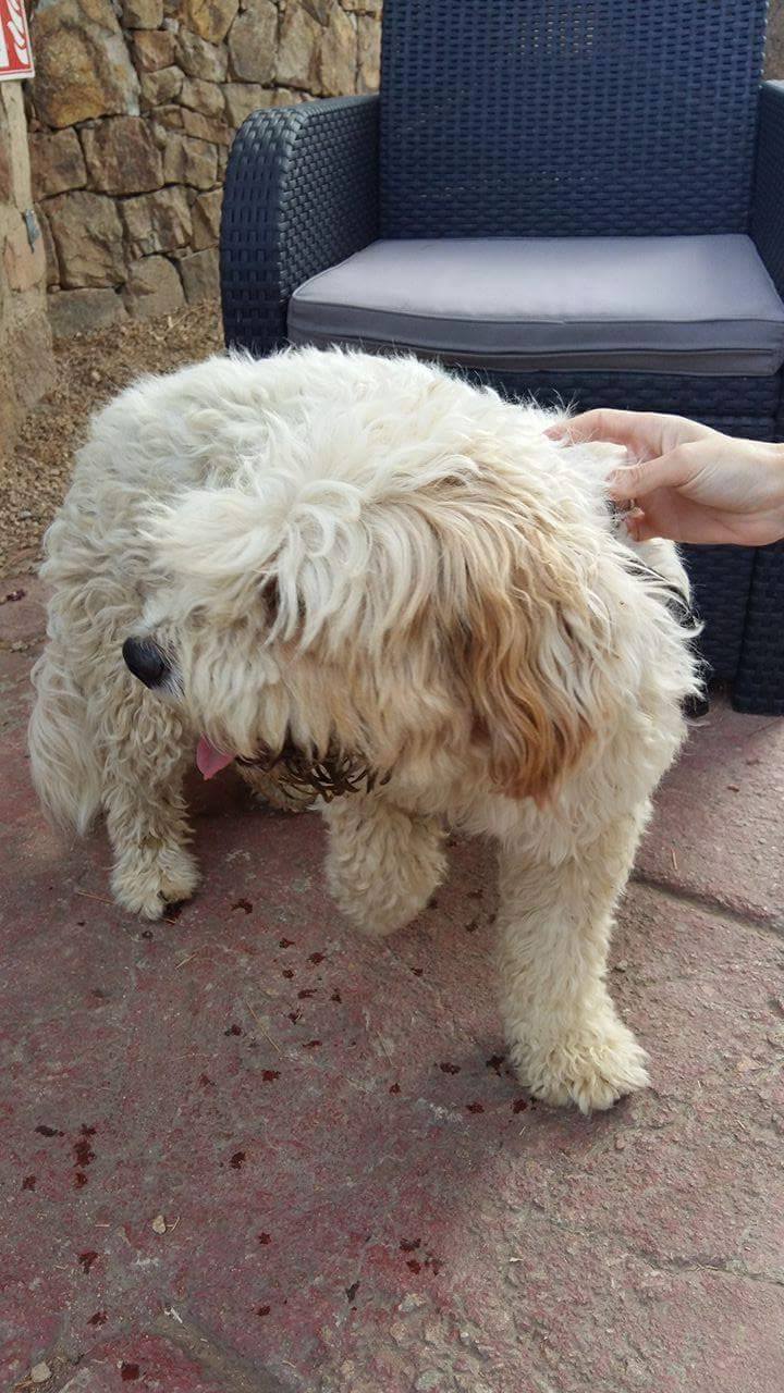 filou-pet-alert-juillet-1